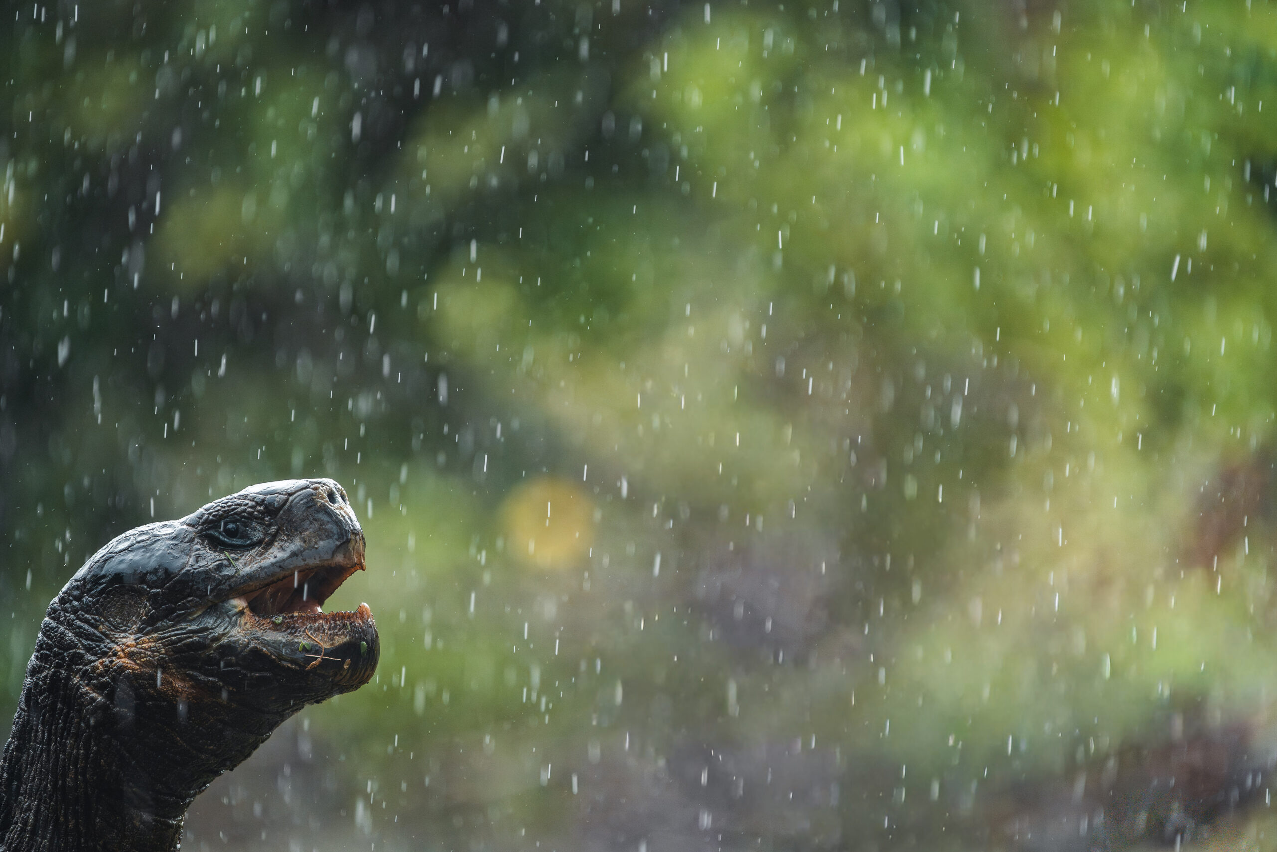 Anskar Lenzens »Kreative Wildtierfotografie«