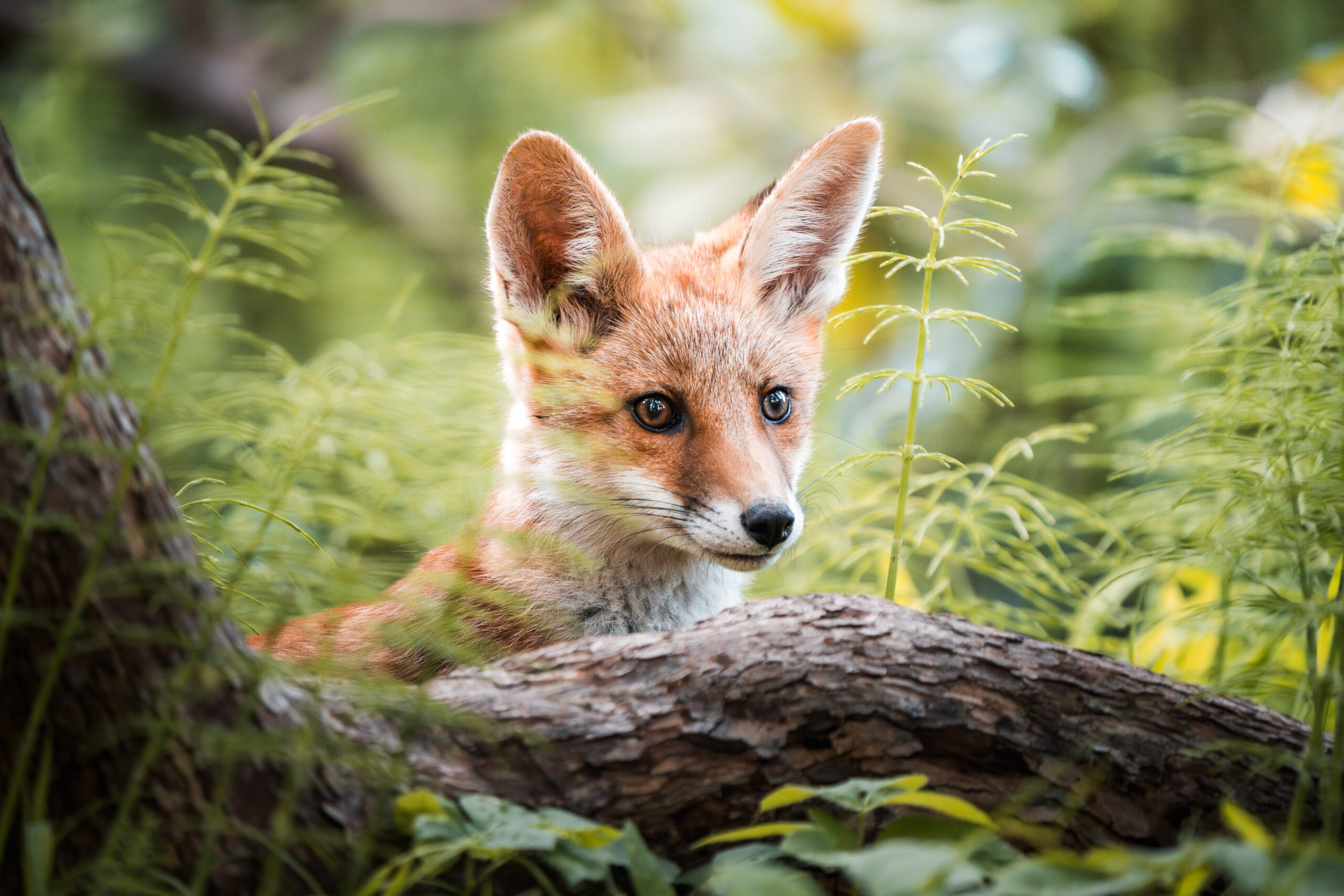 Lea Mildes »Heimische Wildtiere fotografieren – die Natur vor deiner Haustür neu entdecken« (inkl. Buch »Wildtiere fotografieren« im Wert von € 39,90)